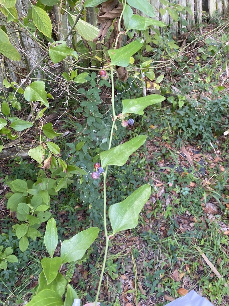 Earleaf Greenbrier photo 5