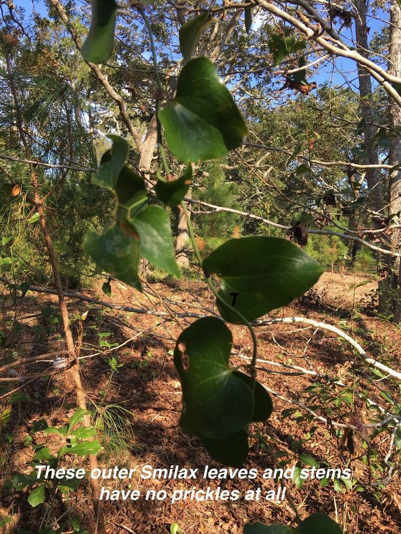 Kidneyleaf Greenbrier photo 5