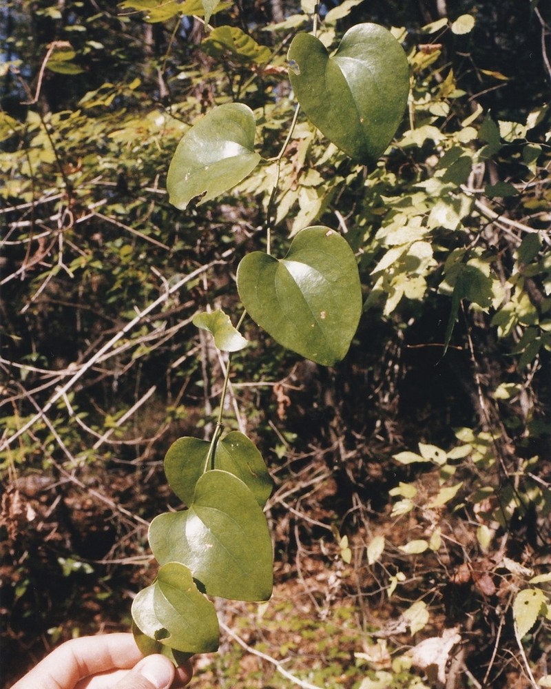 Kidneyleaf Greenbrier photo 6