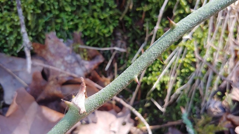 Kidneyleaf Greenbrier photo 7