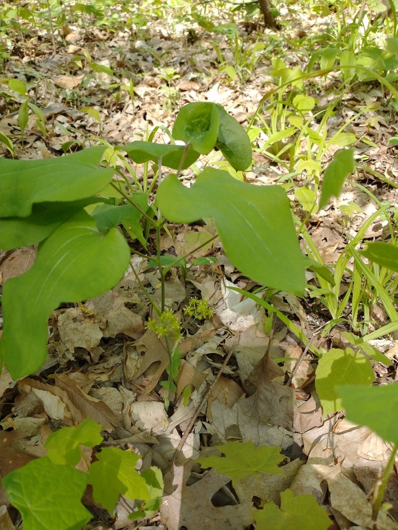Upright Carrionflower photo 8