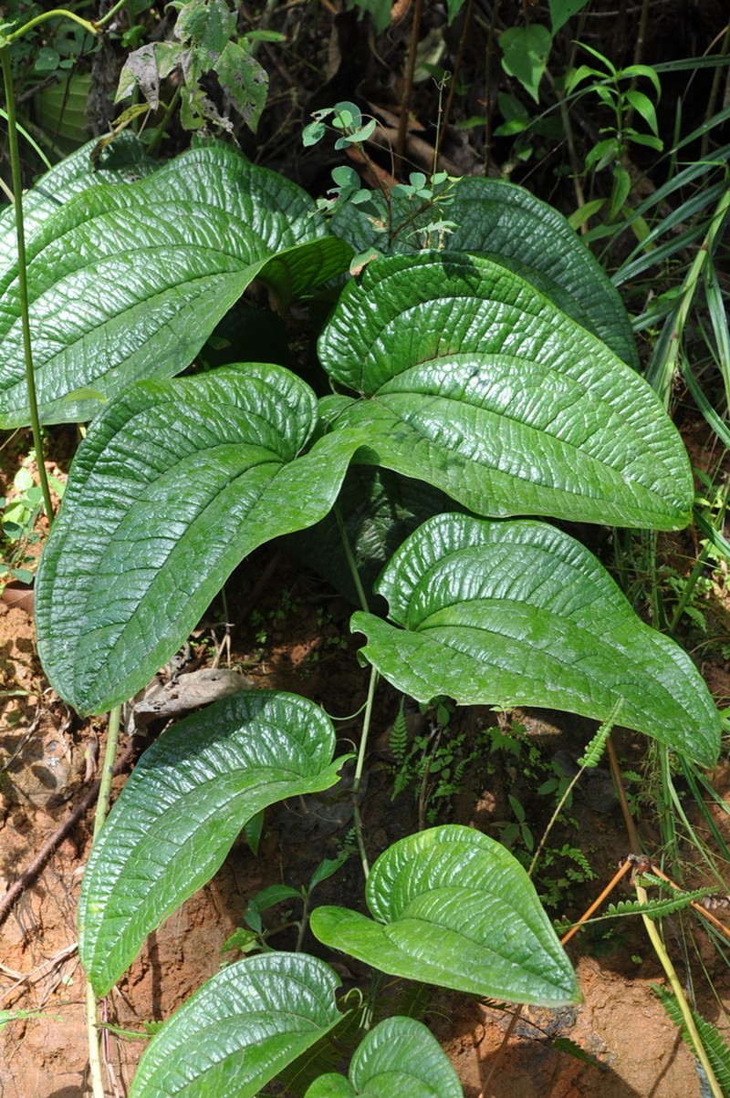 Smilax fortunensis