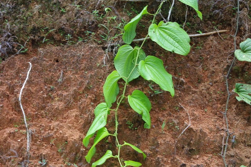 Smilax fortunensis photo 2