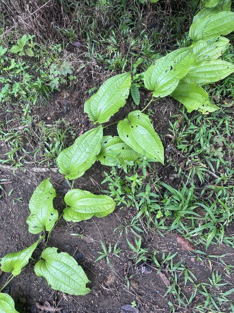 Smilax fortunensis photo 3