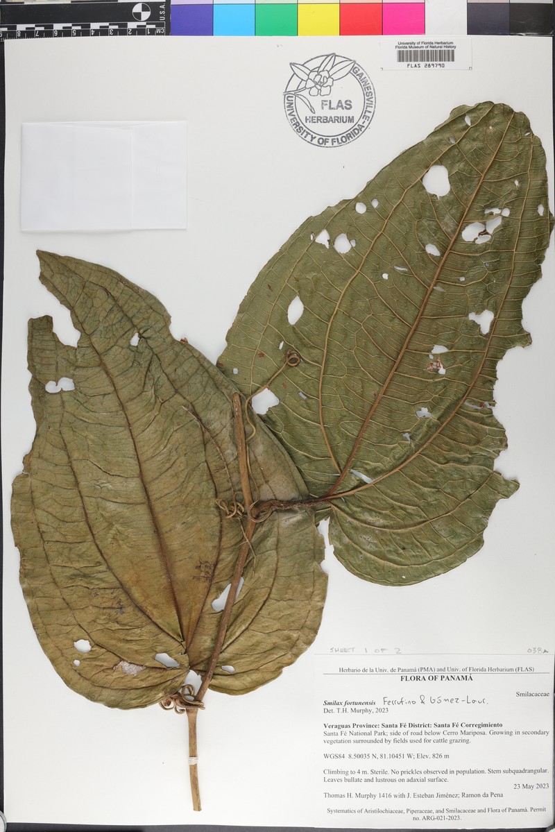 Smilax fortunensis photo 4