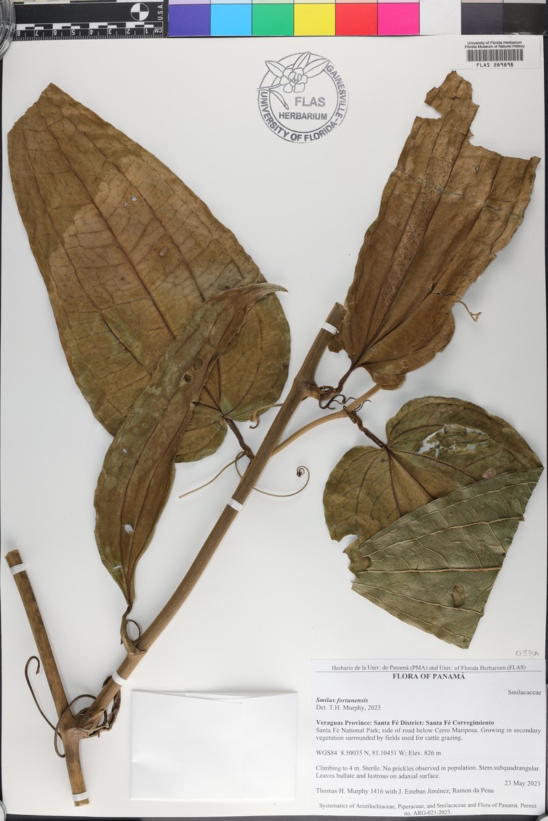 Smilax fortunensis photo 5