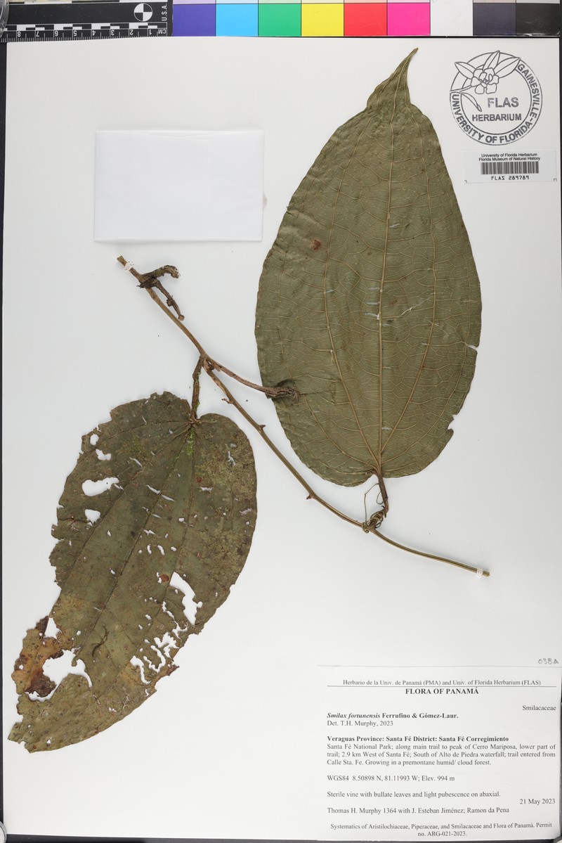 Smilax fortunensis photo 6