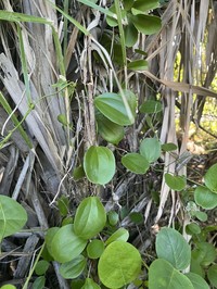 Smilax havanensis