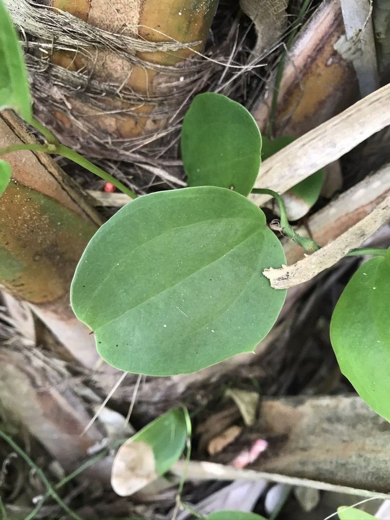 Smilax havanensis photo 2