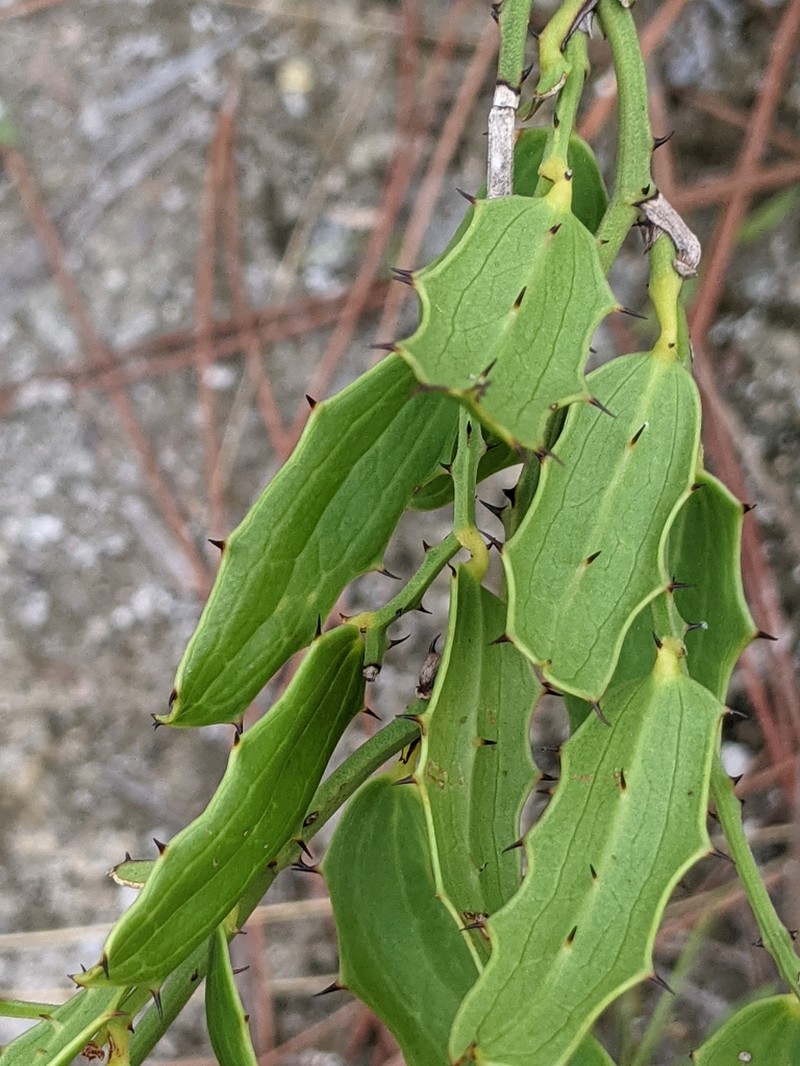 Smilax havanensis photo 3