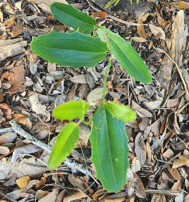 Smilax havanensis photo 4