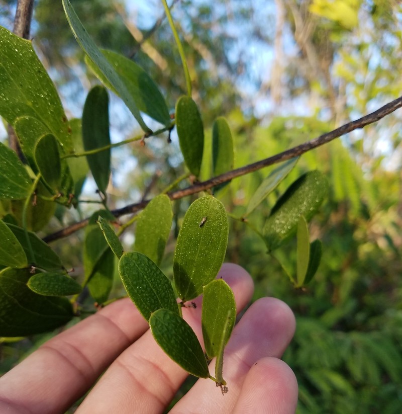 Smilax havanensis photo 5