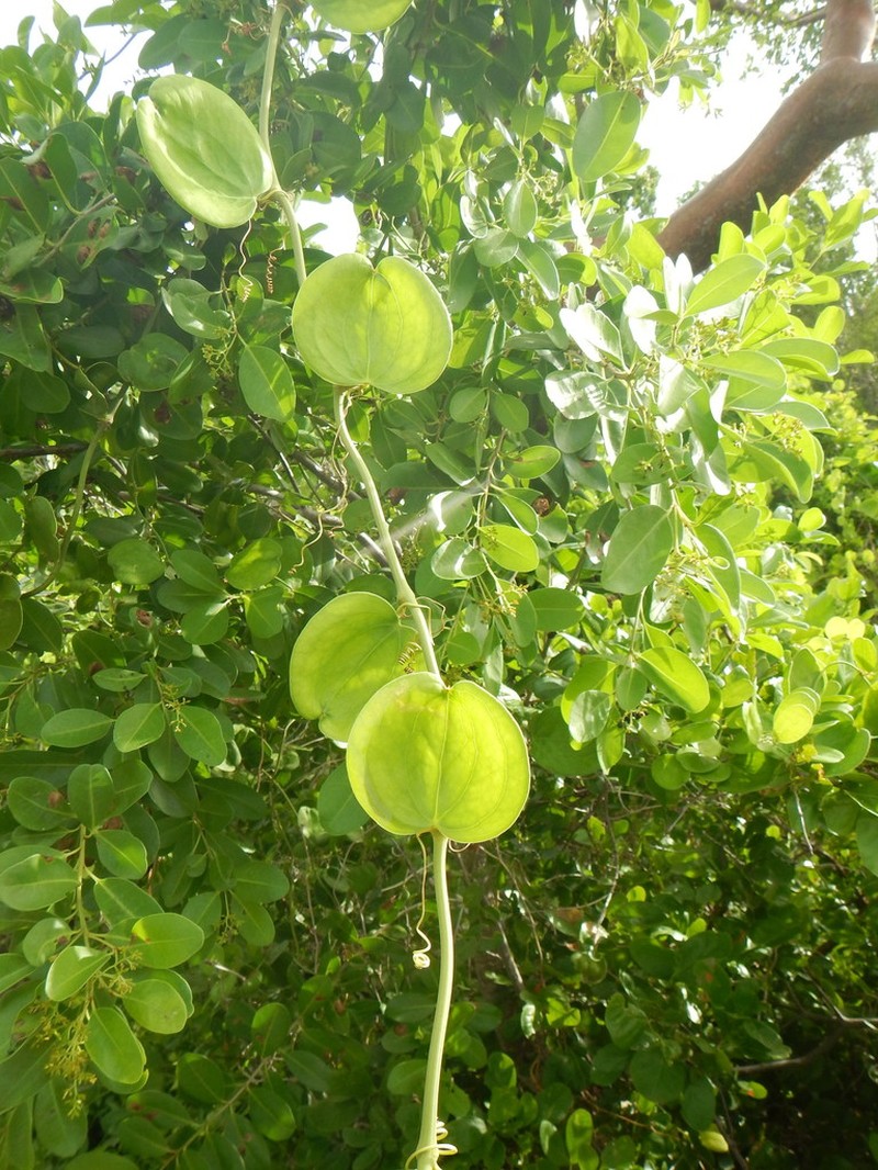 Smilax havanensis photo 6