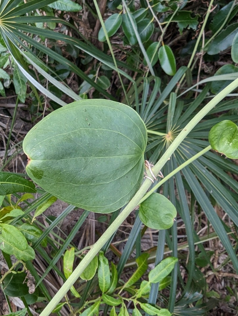 Smilax havanensis photo 7