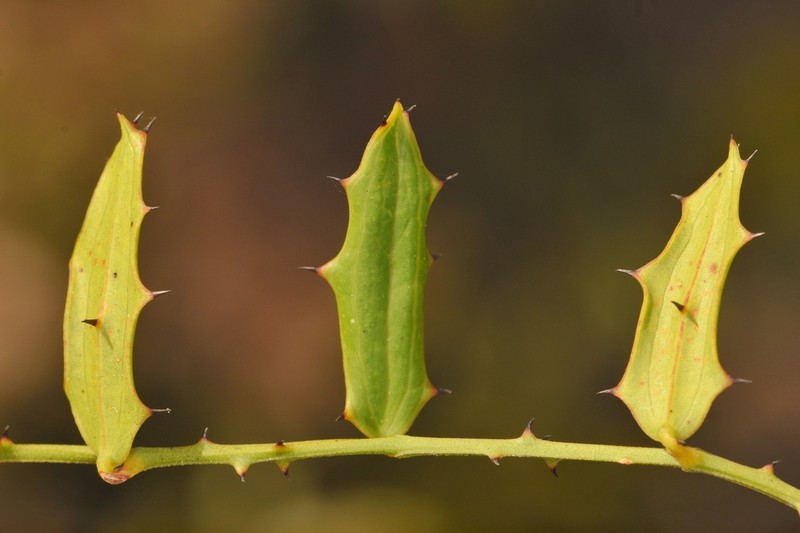 Smilax havanensis photo 8