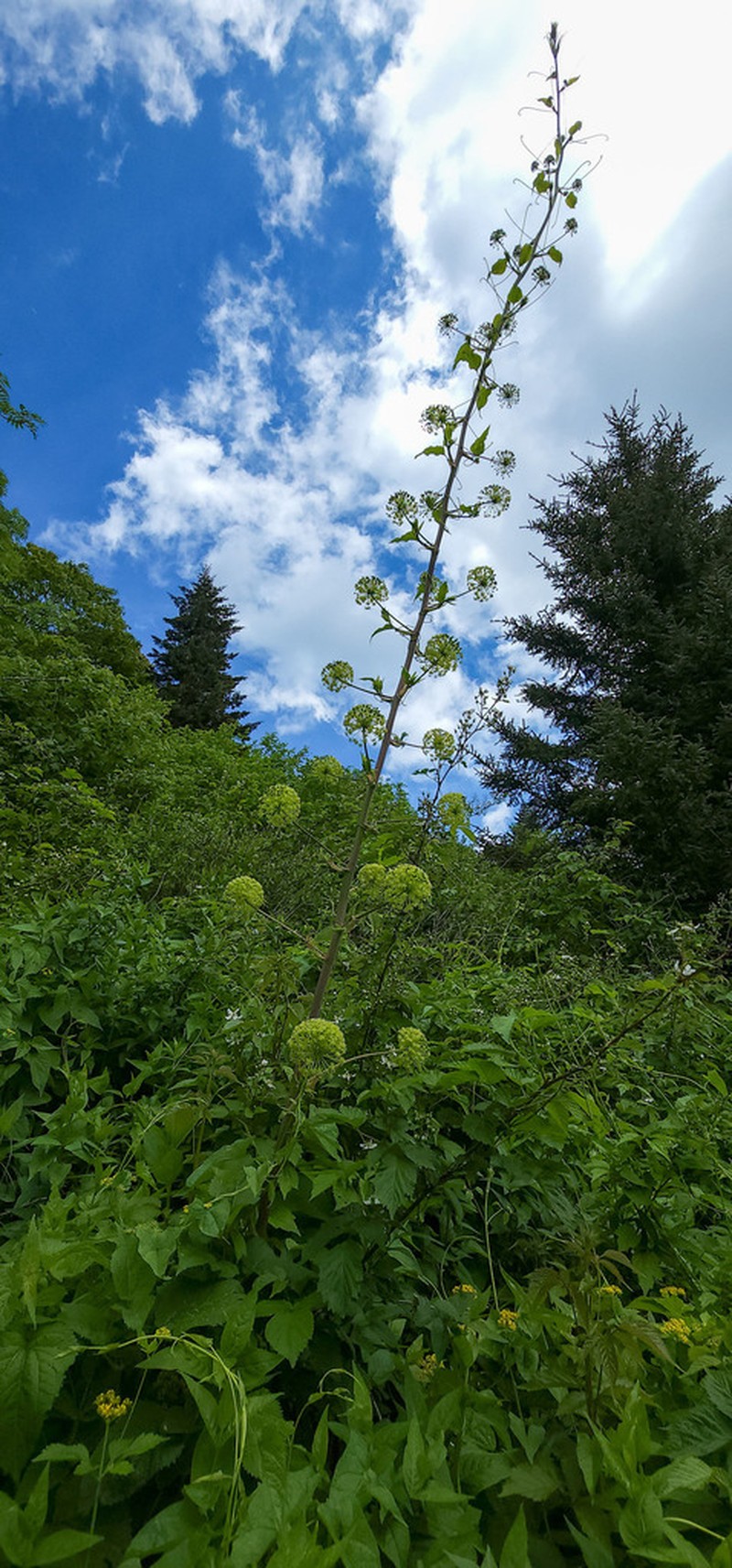 Smooth Carrionflower photo 7