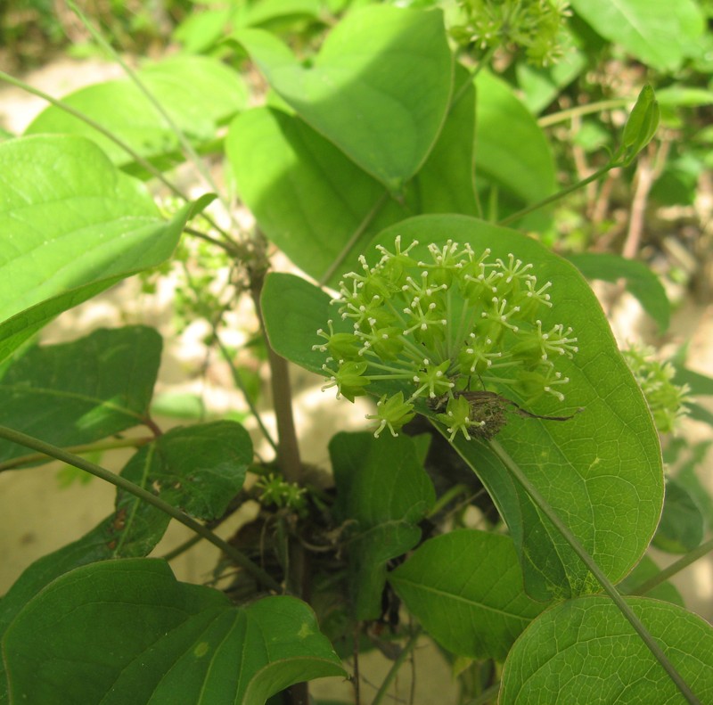 Smooth Carrionflower