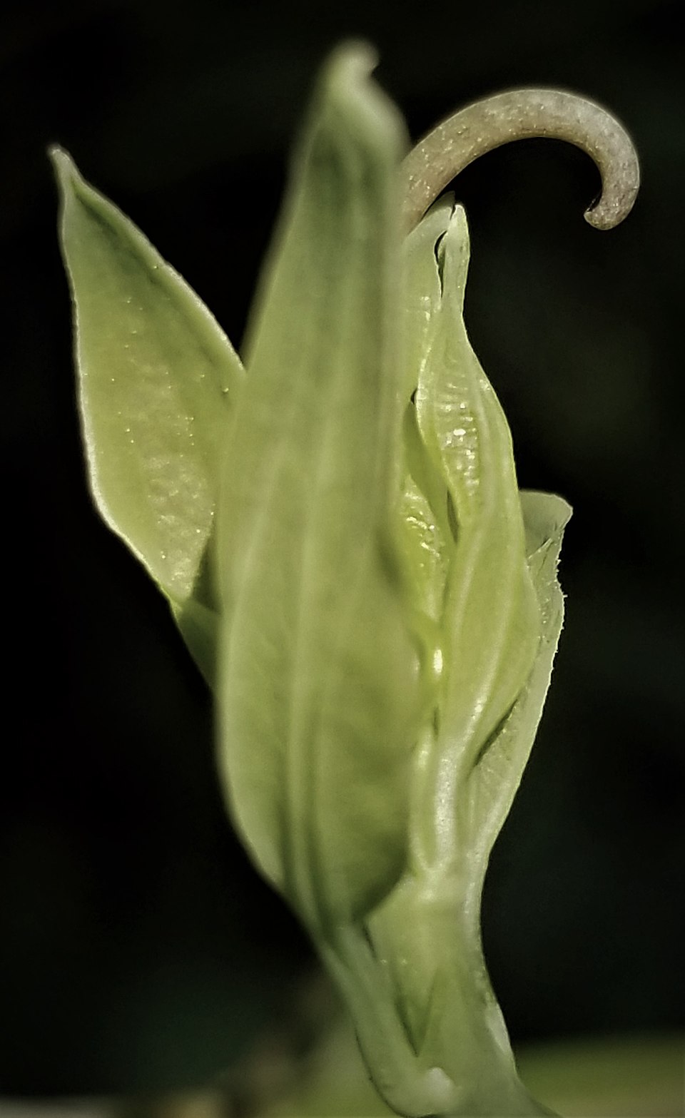Smooth Carrionflower photo 4