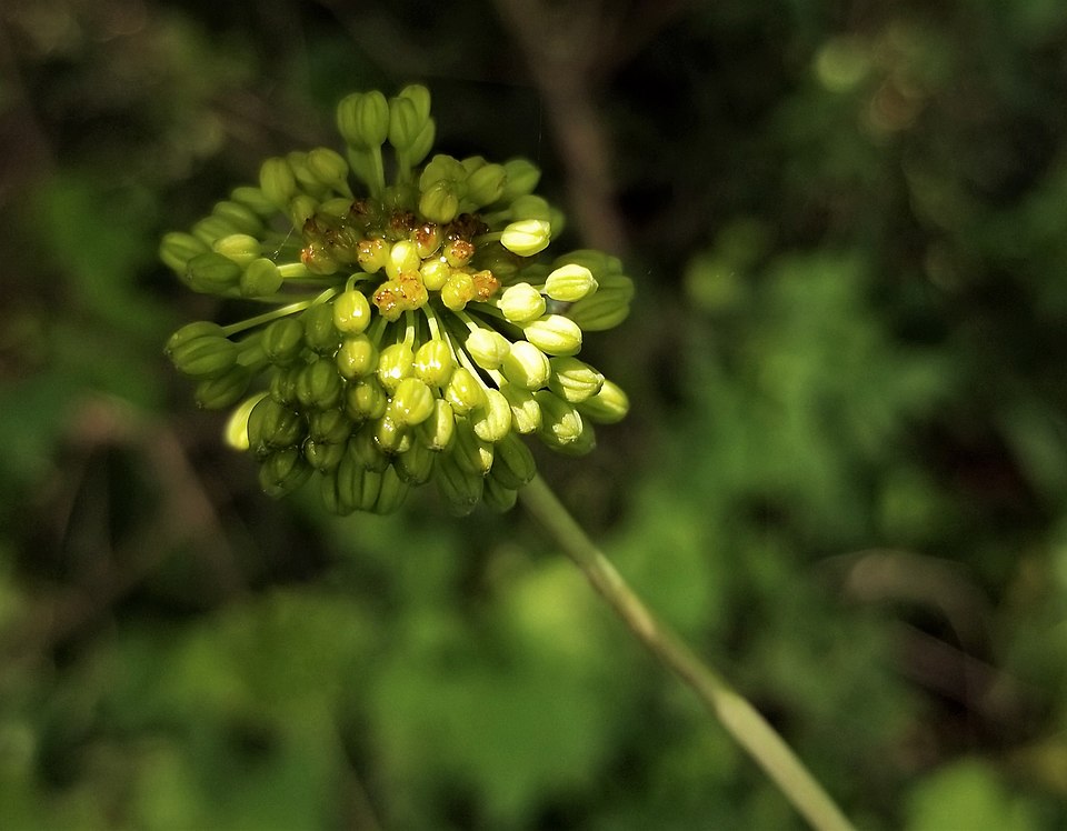 Smooth Carrionflower photo 5