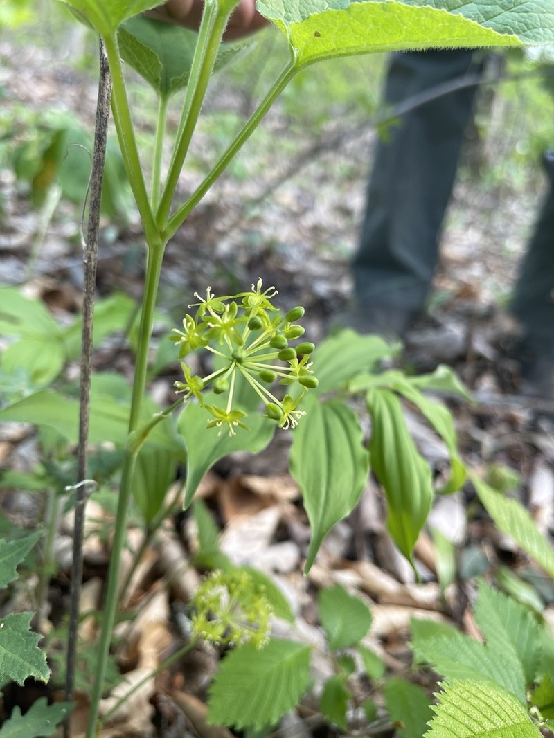 Huger's Carrionflower photo 3