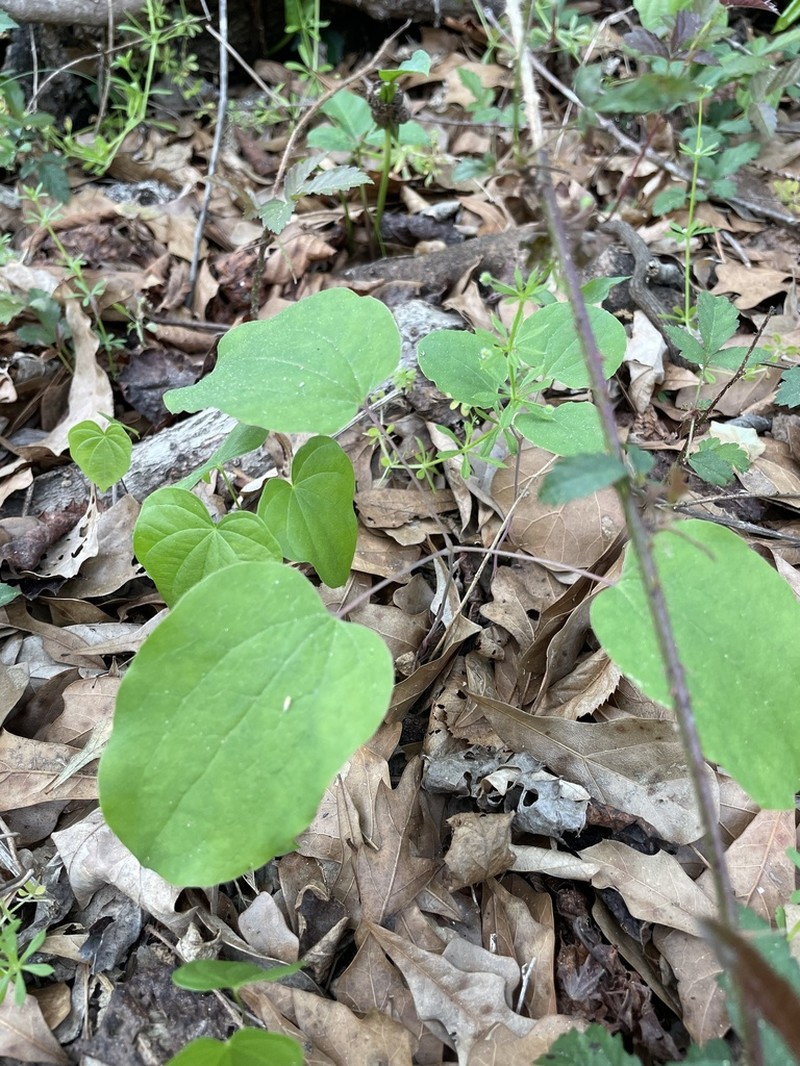 Huger's Carrionflower photo 5