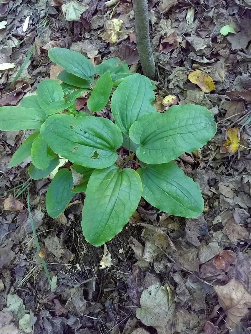 Huger's Carrionflower photo 6