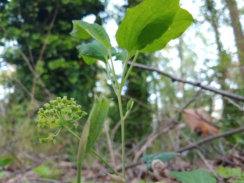 Huger's Carrionflower photo 8