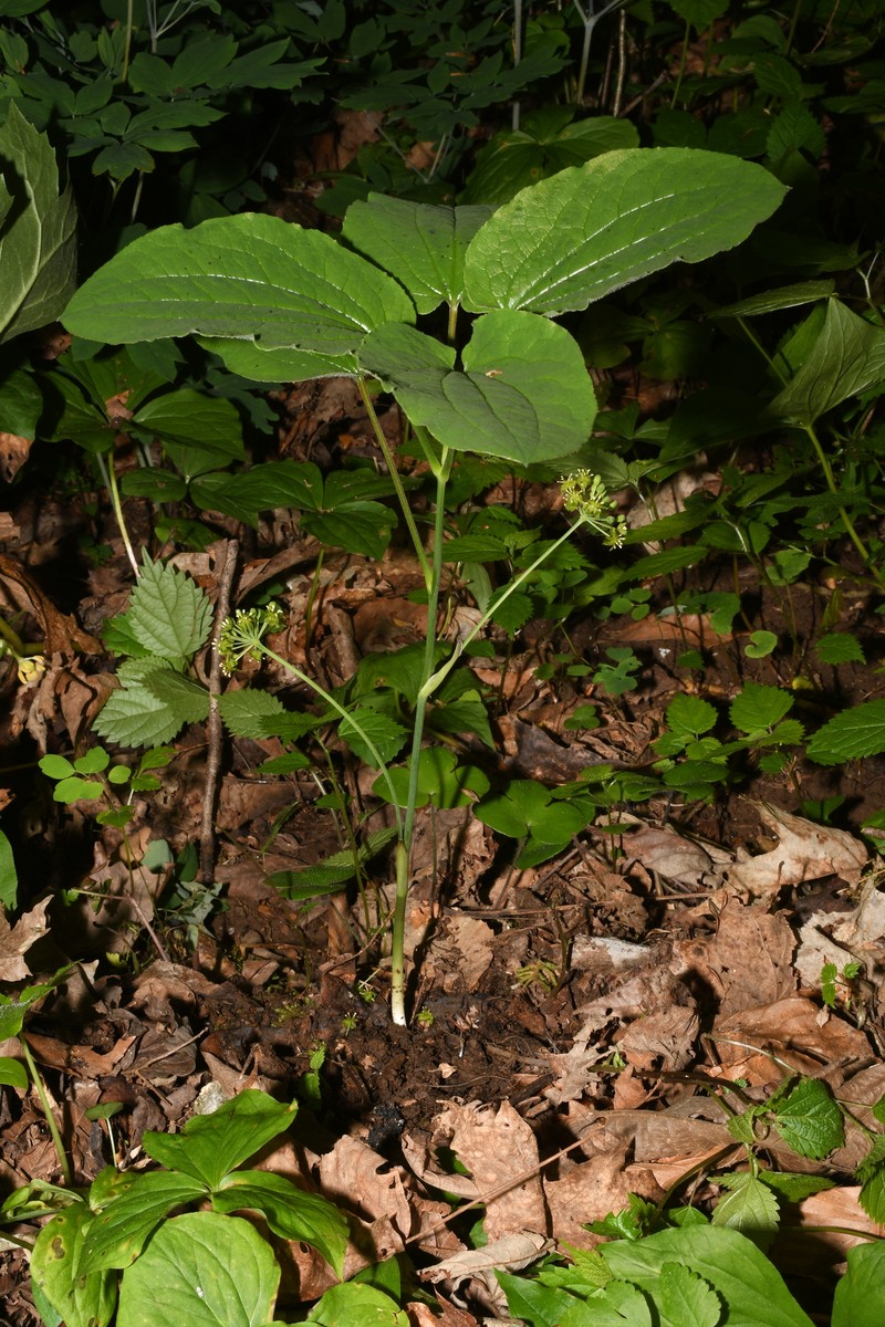Huger's Carrionflower