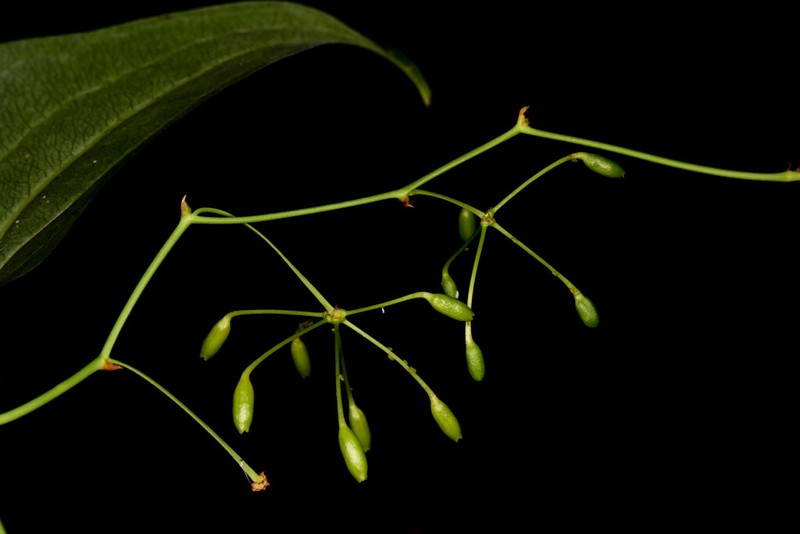 Smilax insularis