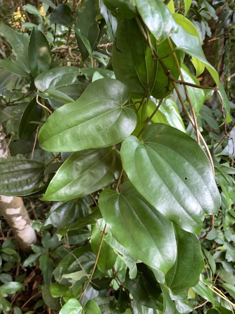 Smilax insularis photo 2