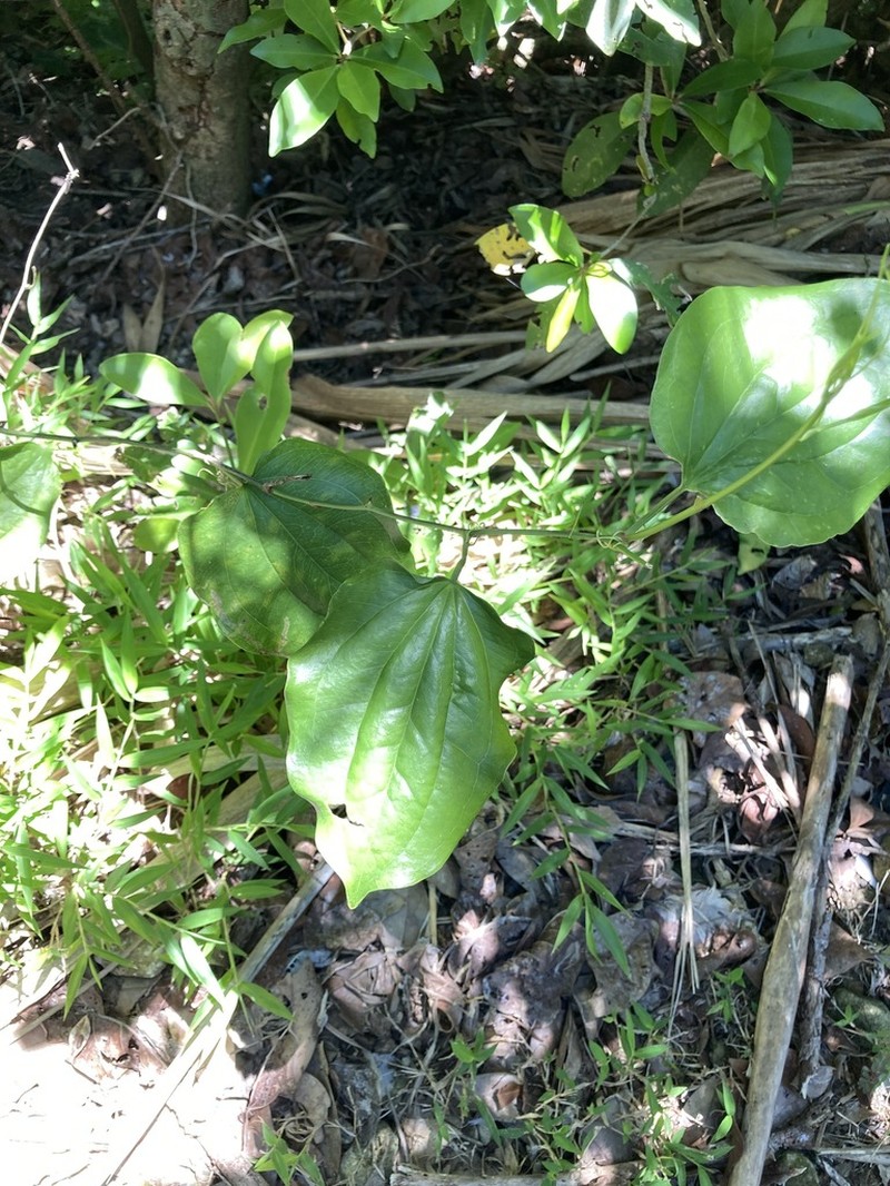 Smilax insularis photo 3