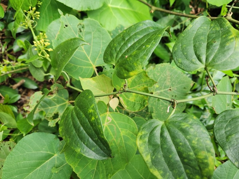 Smilax insularis photo 4
