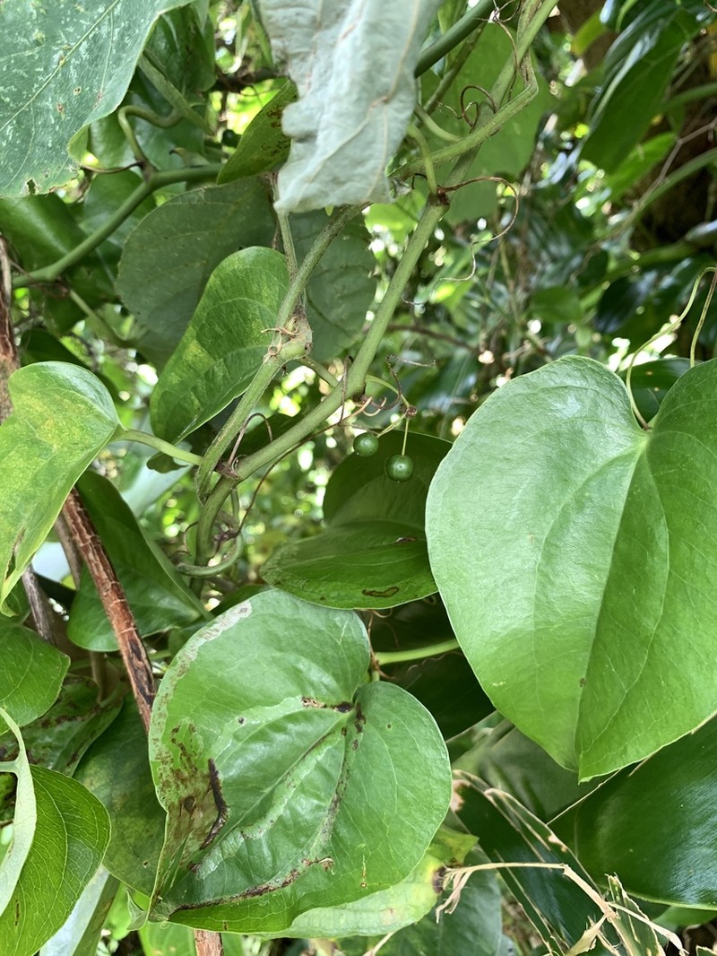 Smilax insularis photo 5