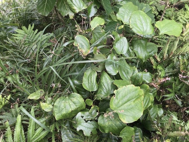 Smilax insularis photo 6