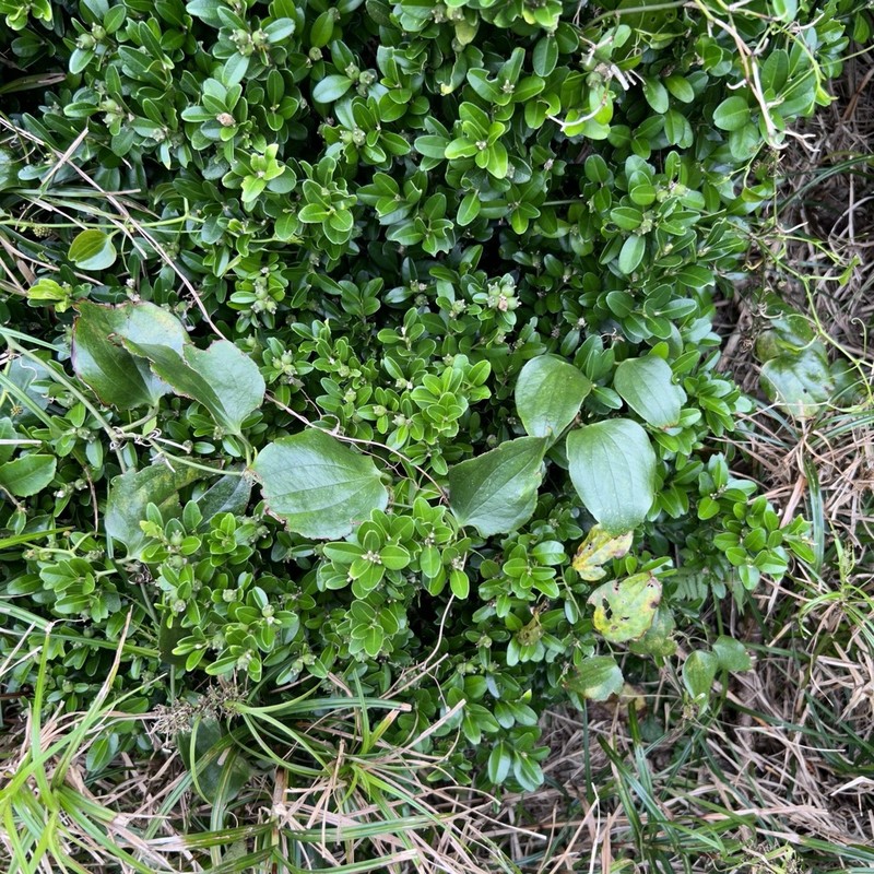 Smilax insularis photo 7