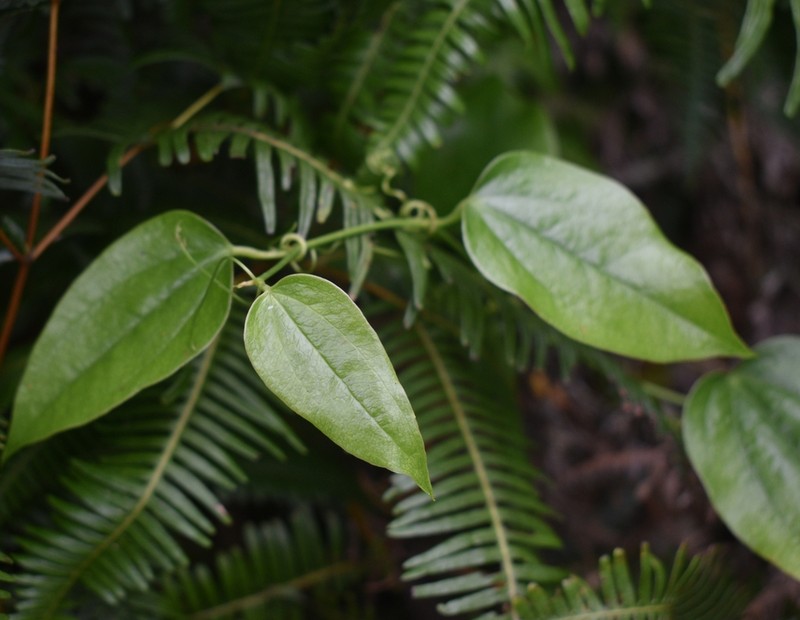 Smilax insularis photo 8