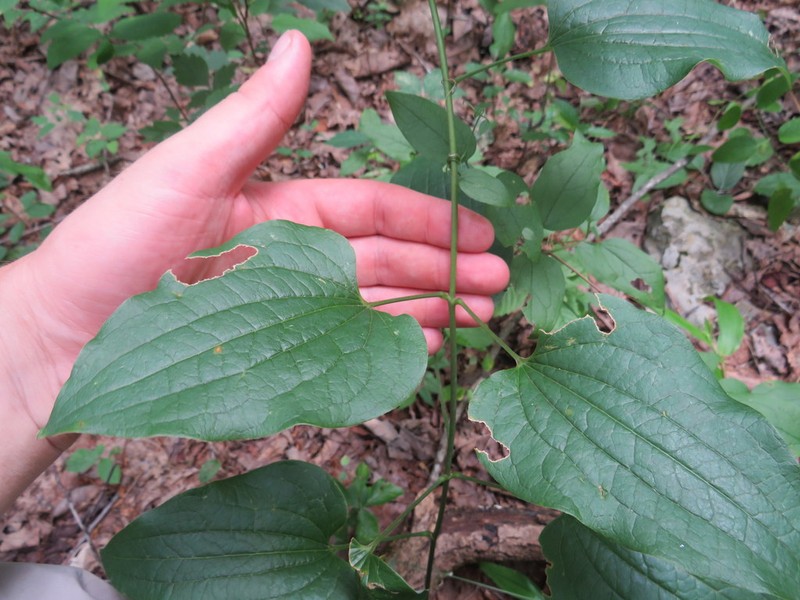 Smilax lasioneuron