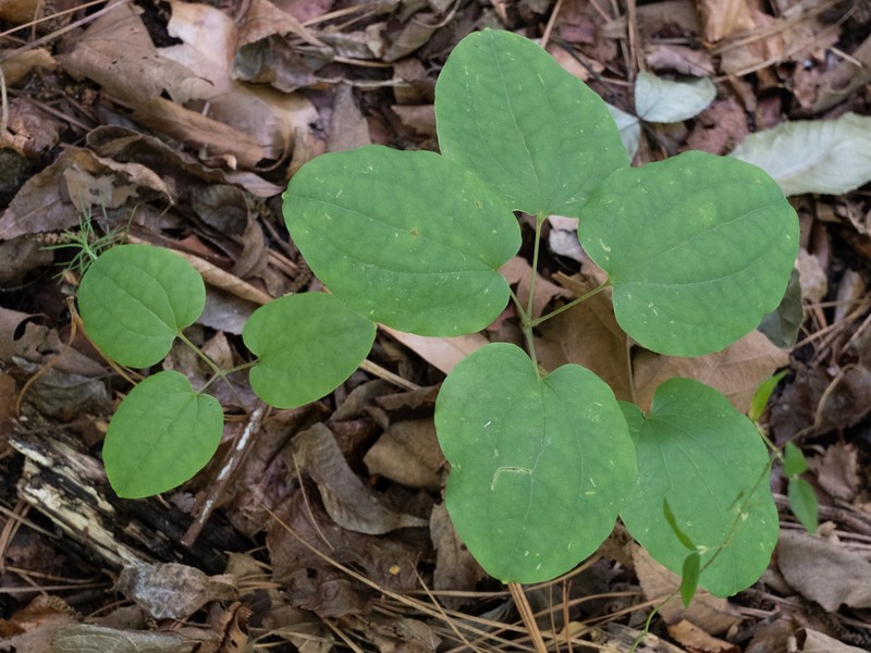 Smilax lasioneuron photo 2