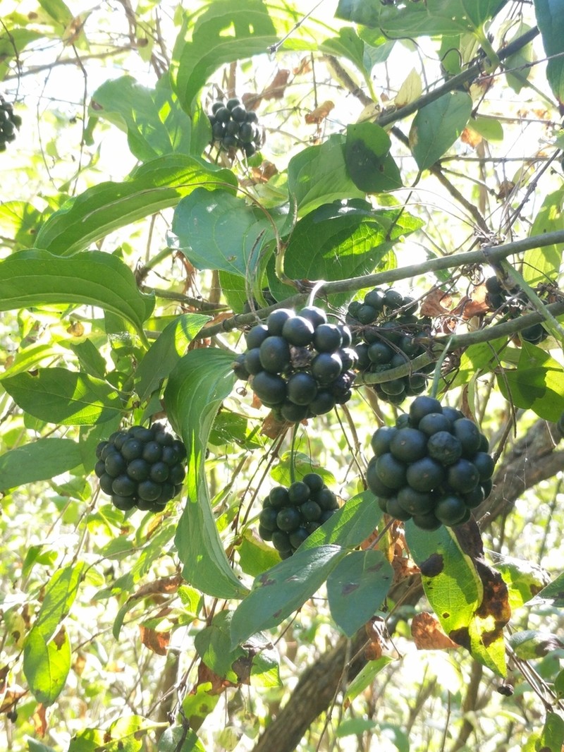 Smilax lasioneuron photo 3