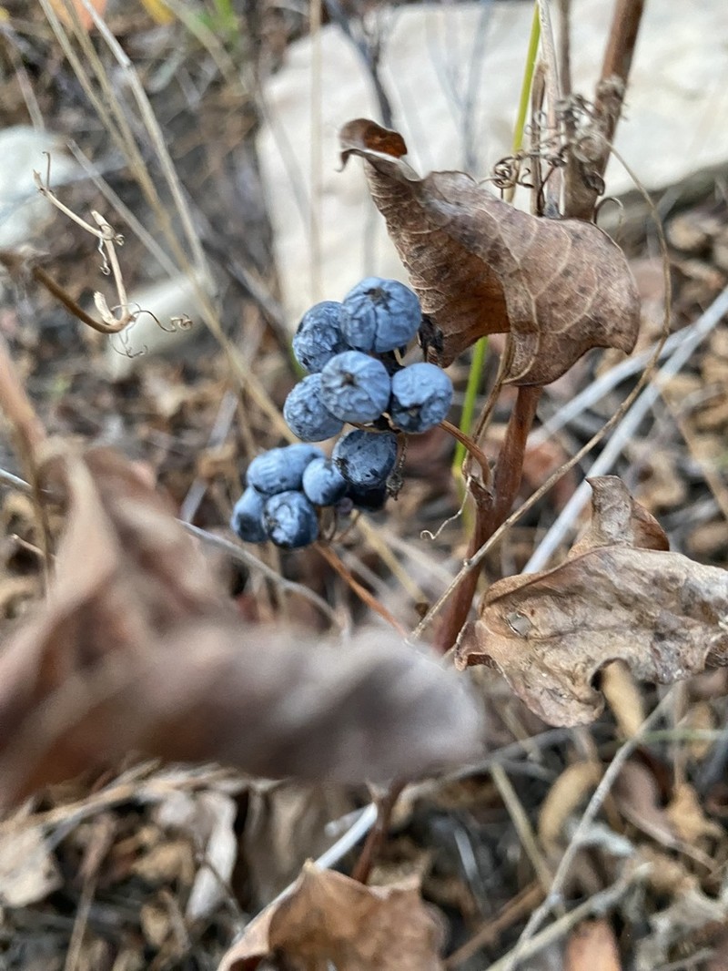 Smilax lasioneuron photo 4