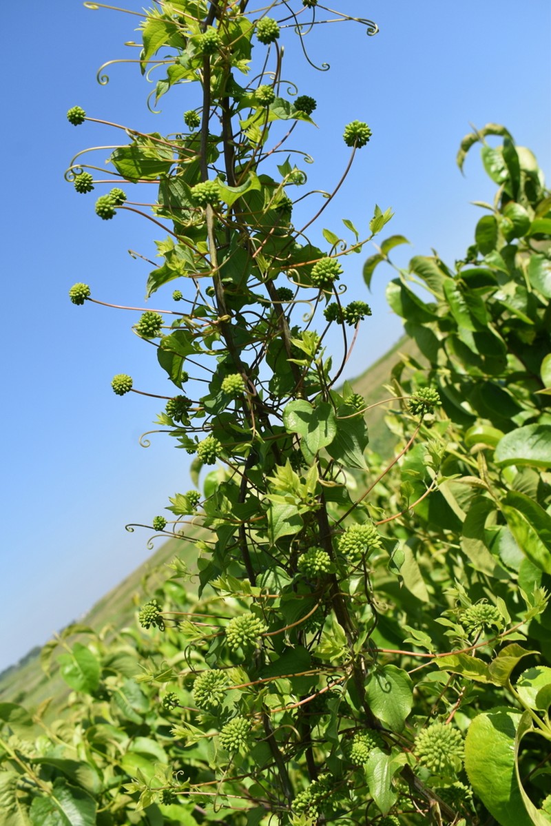 Smilax lasioneuron photo 5