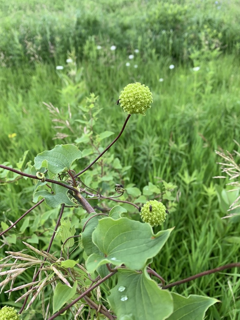 Smilax lasioneuron photo 6