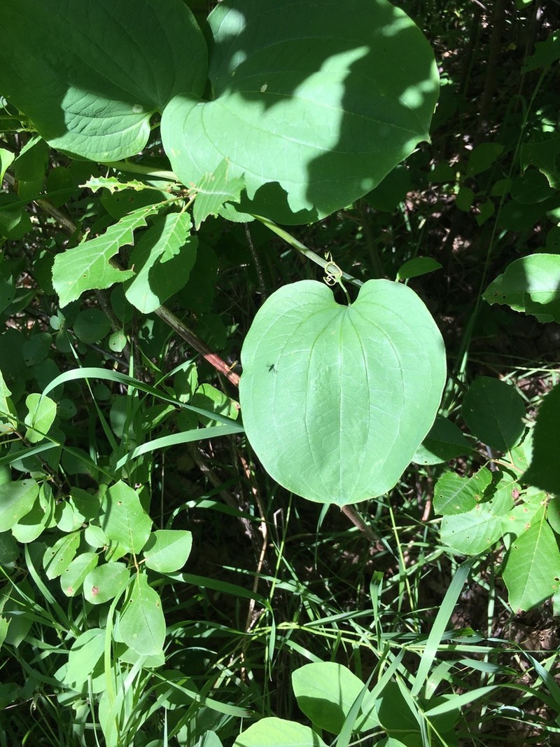 Smilax lasioneuron photo 7