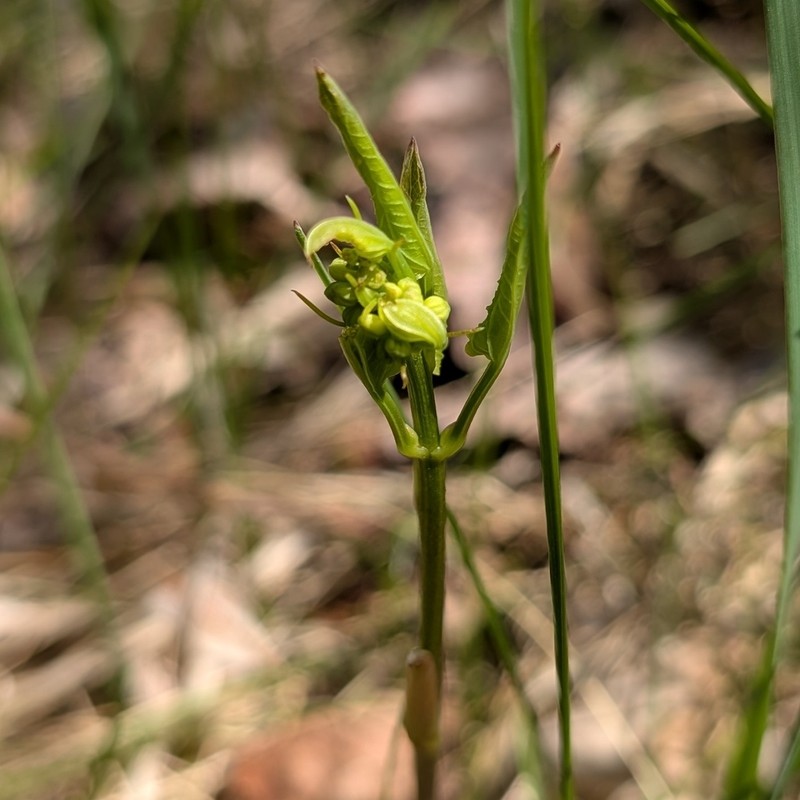 Smilax lasioneuron photo 8