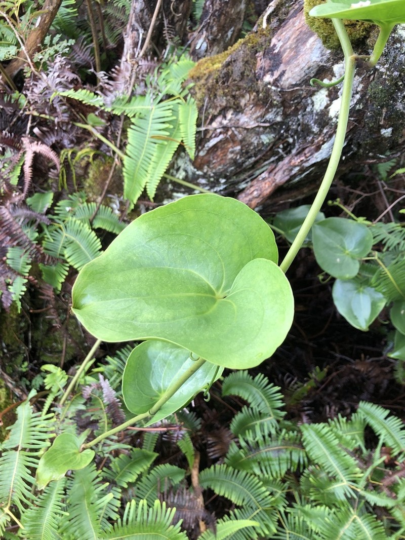 Hawai'I Greenbrier photo 6