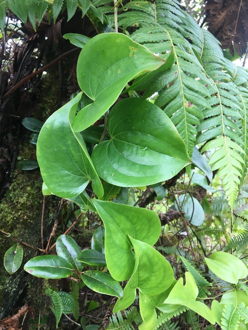 Hawai'I Greenbrier photo 7