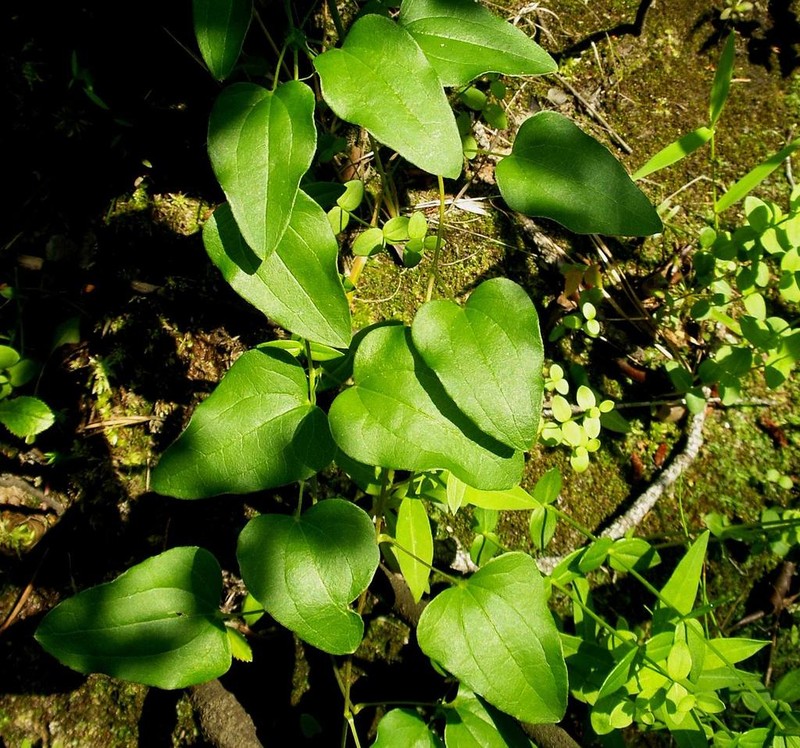 Bamboo Vine photo 3