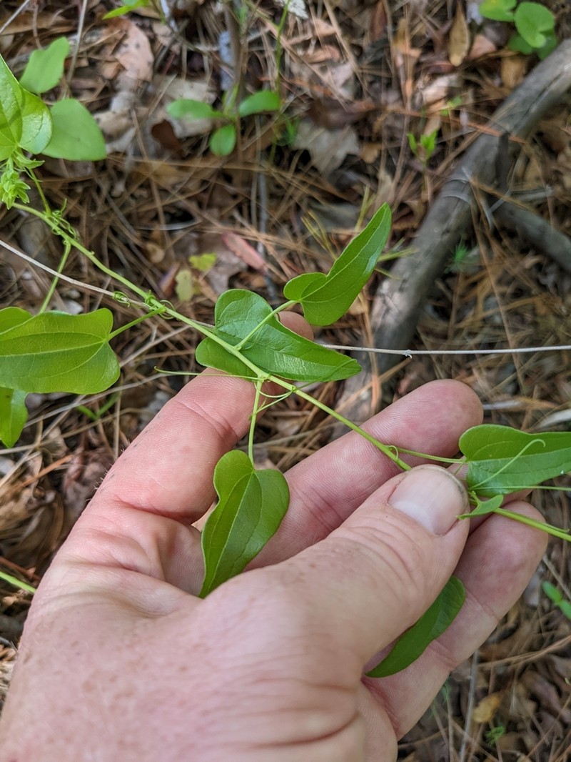 Bamboo Vine photo 4