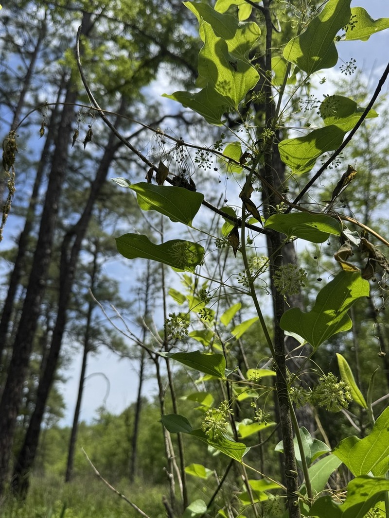 Bamboo Vine photo 5