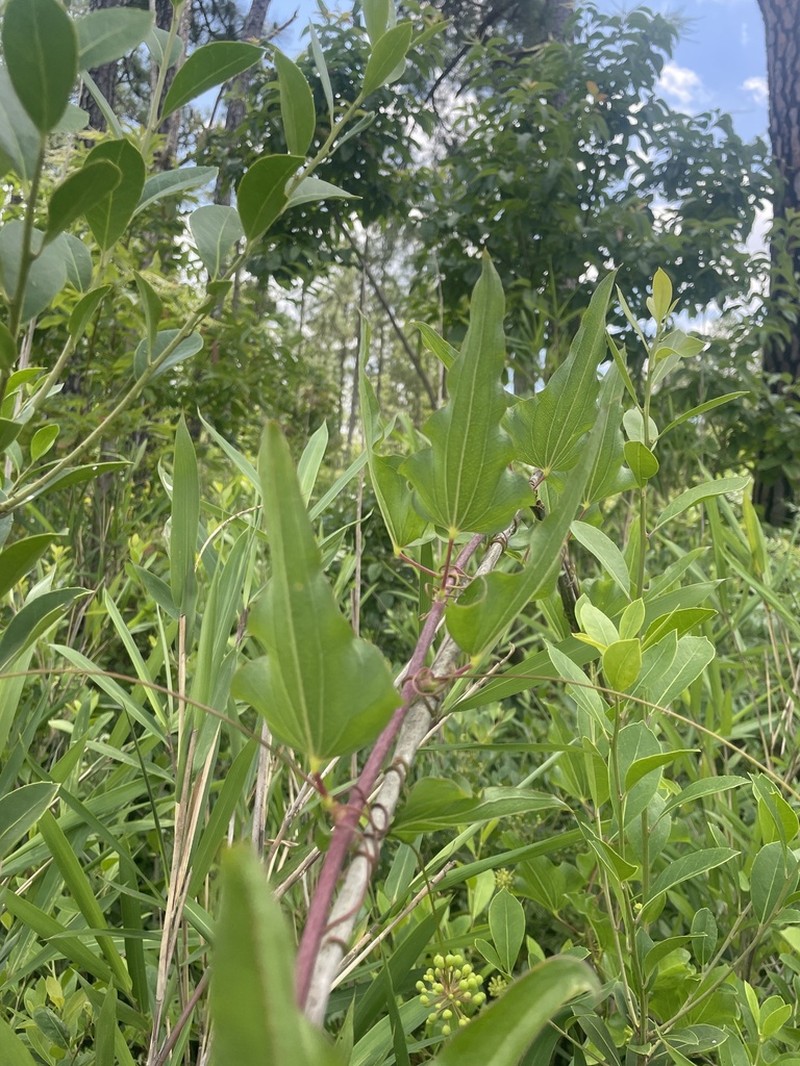 Bamboo Vine photo 8